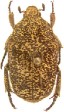 Marmarina maculosa.jpg